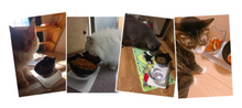 Lade das Bild in den Galerie-Viewer, ERGOBOWL™ Einzel/Doppel Katzen Futternapf erhöht durch rutschfesten Standfuß(50%Rabatt)