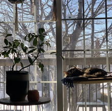 Lade das Bild in den Galerie-Viewer, KITTY SUN ™ Katzenhängematte fürs Fenster bis 20kg,50%Rabatt!